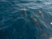 Dolphins