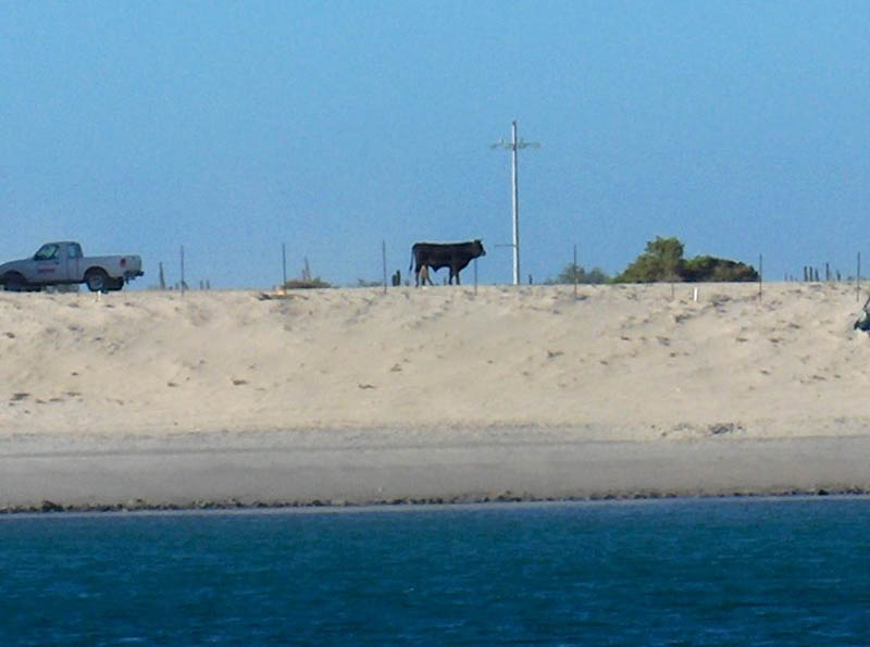 BULL