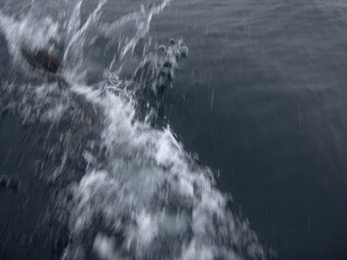 Dalls Porpoise making a Splash