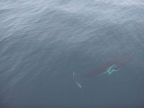 Dalls Porpoise under there