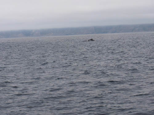 Hump Back in the Misty Morning