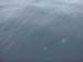 Dalls Porpoise under there