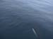 Dalls Porpoise