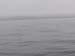Humpback in the Mist