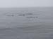 Sea Otters Stickin there noses out of a silvery sea 2