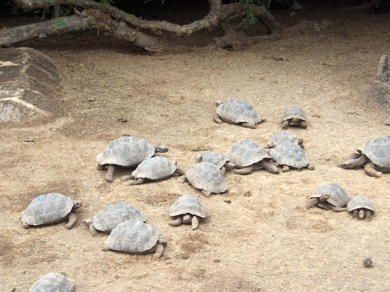 Baby Galapagos