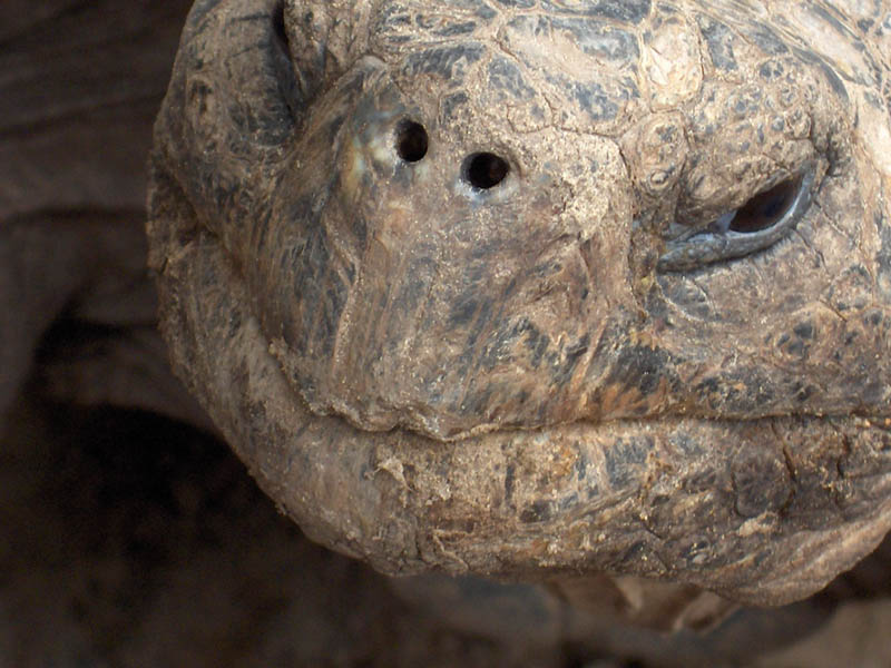 Galapagos live to 150 years