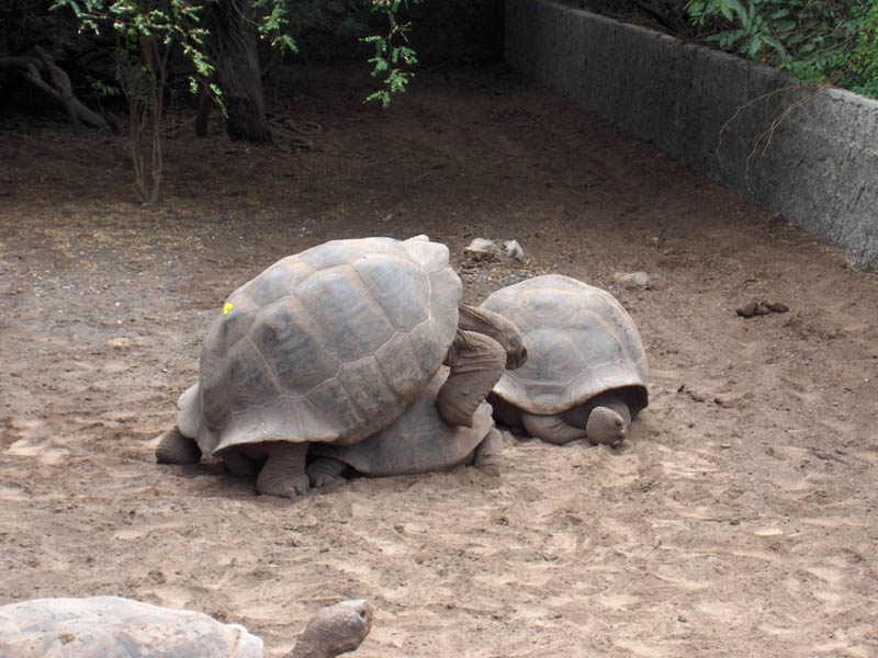 Galapagos playing leap frog