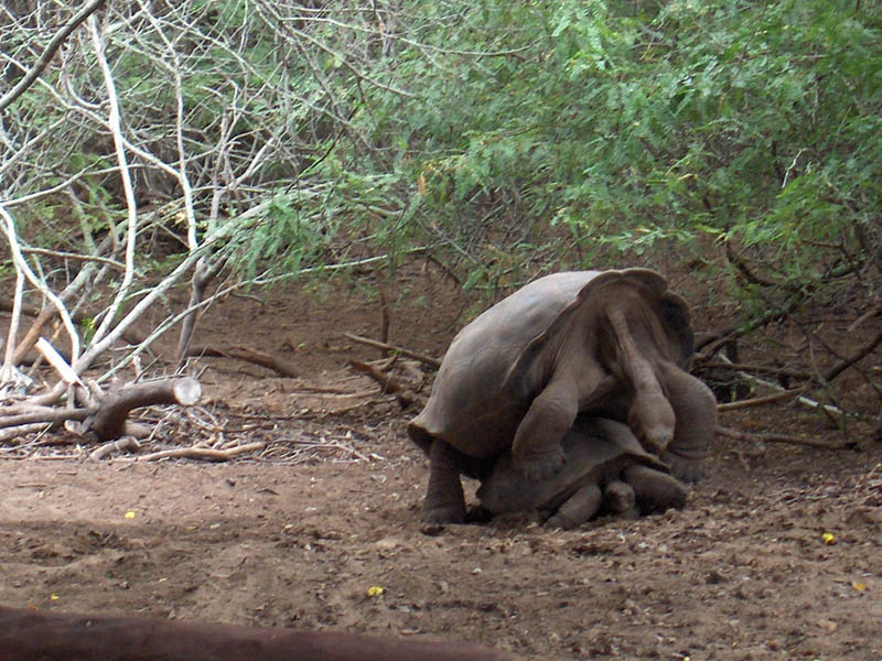 Making Galapagos eggs