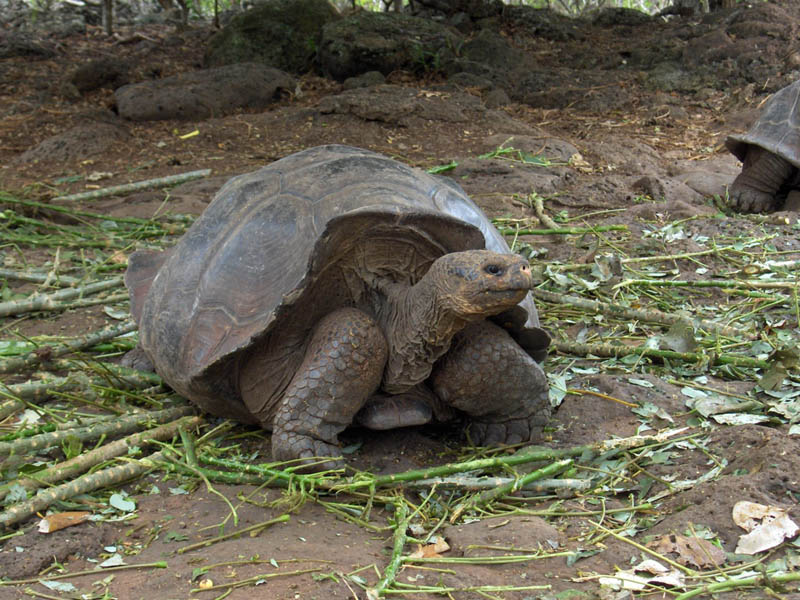 The turtles have no names only numbers