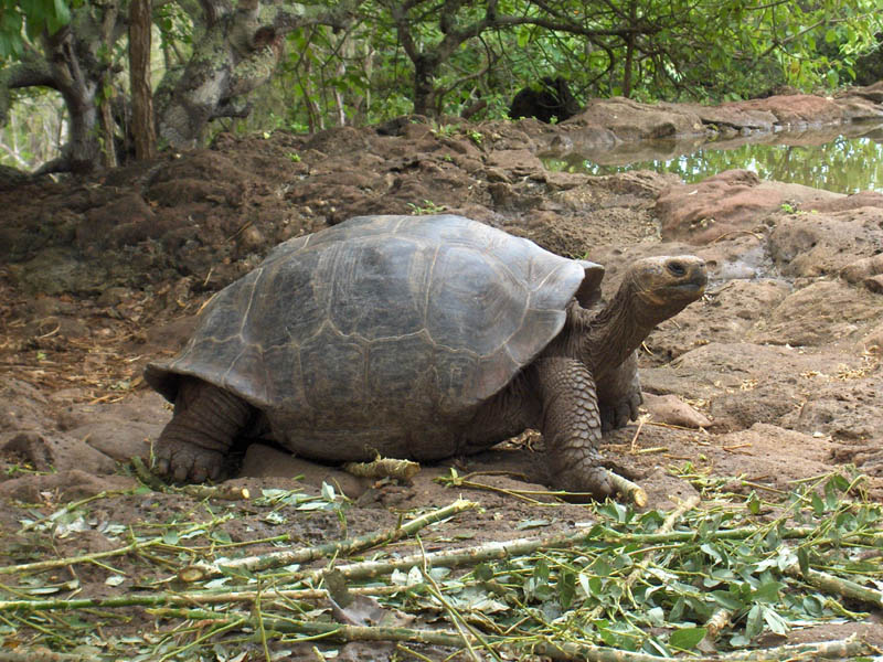 They often drag thier armour over the ground and get high centered