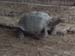 Galapagos is a Spanish word this species of turtle