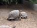 Galapagos playing leap frog