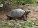 They often drag thier armour over the ground and get high centered