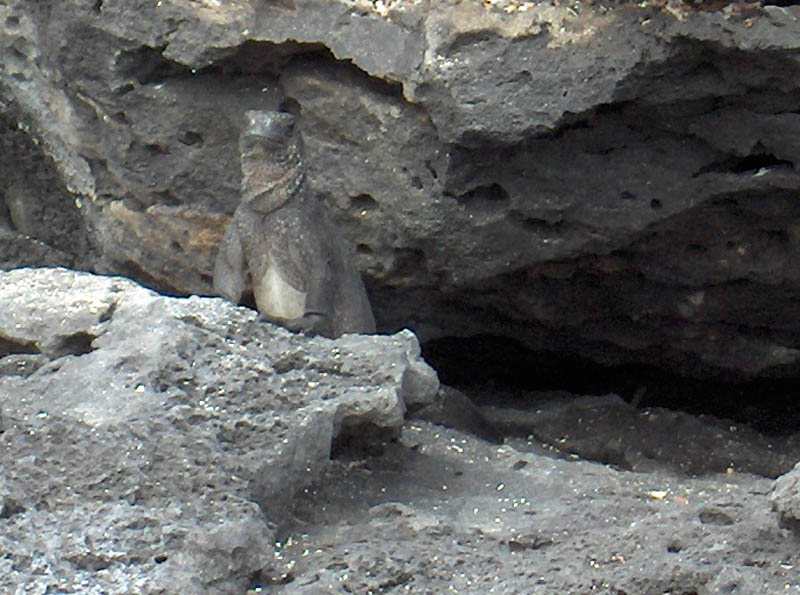 Baby Iguana
