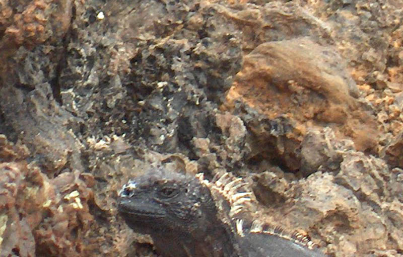 Isabella Iguanas