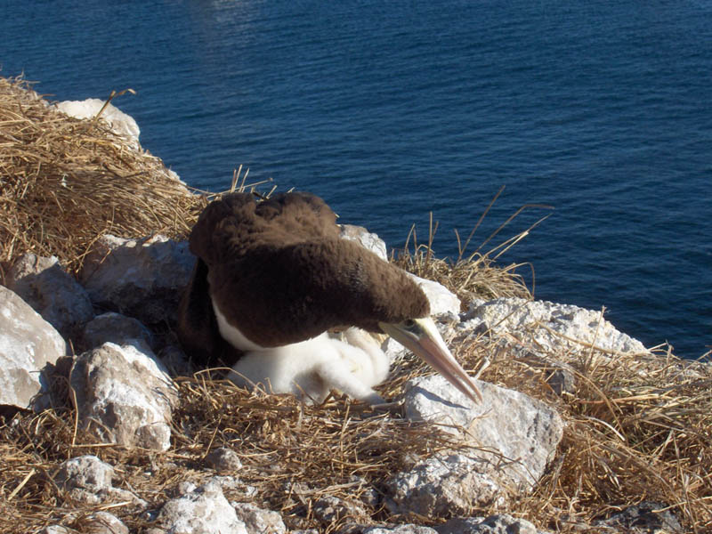 Booby and Baby