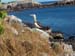 Blue Footed Booby