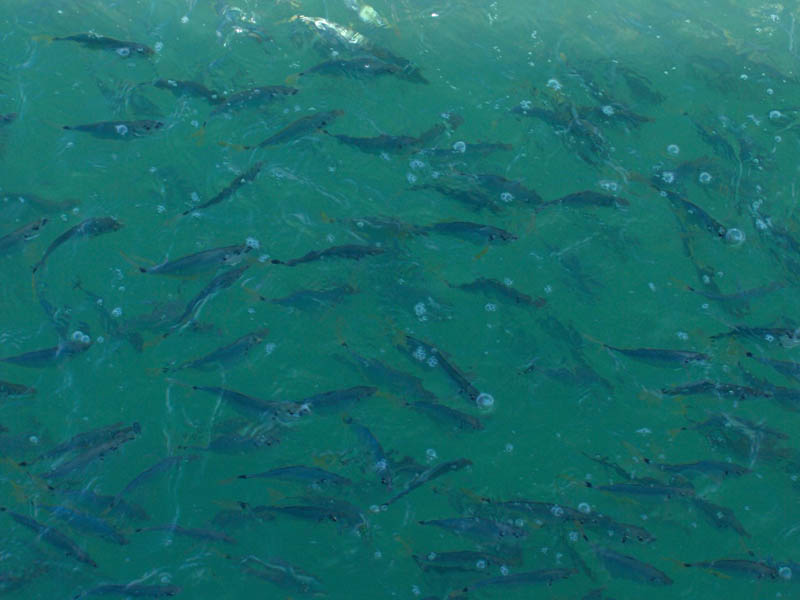 Thousands of Fish