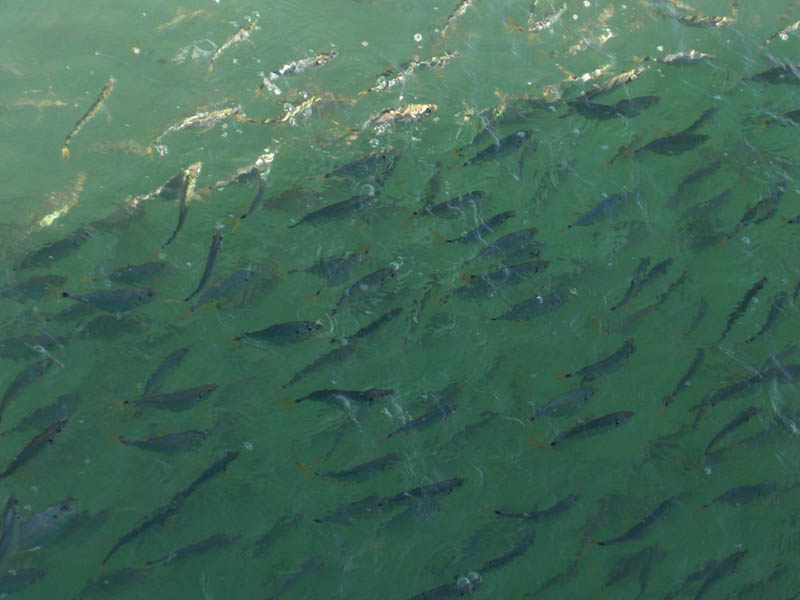 Thousands of baby Yellow Tail Tuna around Mustang Sally