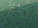 Thousands of baby Yellow Tail Tuna around Mustang Sally