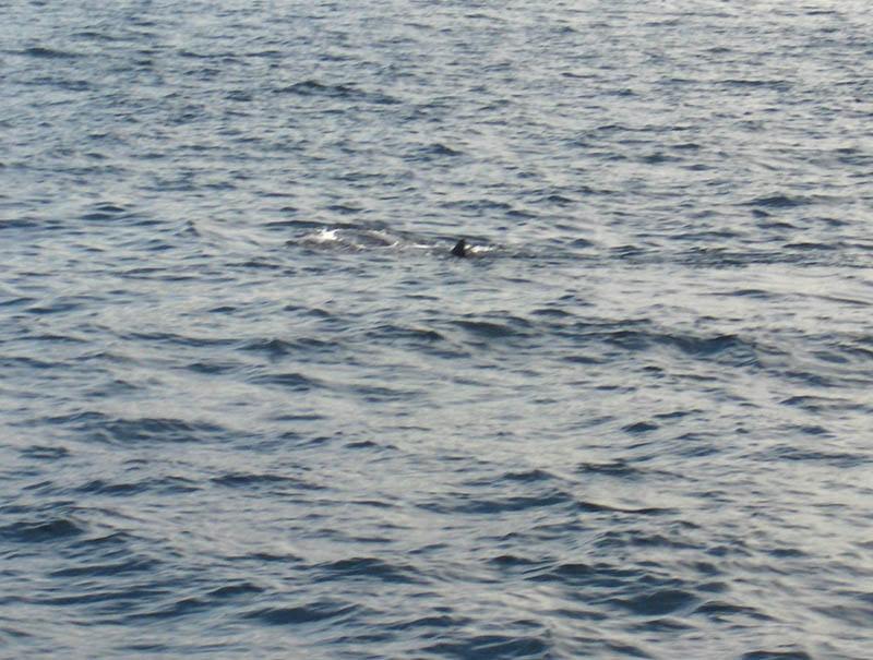 Manta Ray in the water