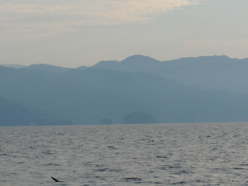 Manta