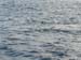 Manta Ray in the water