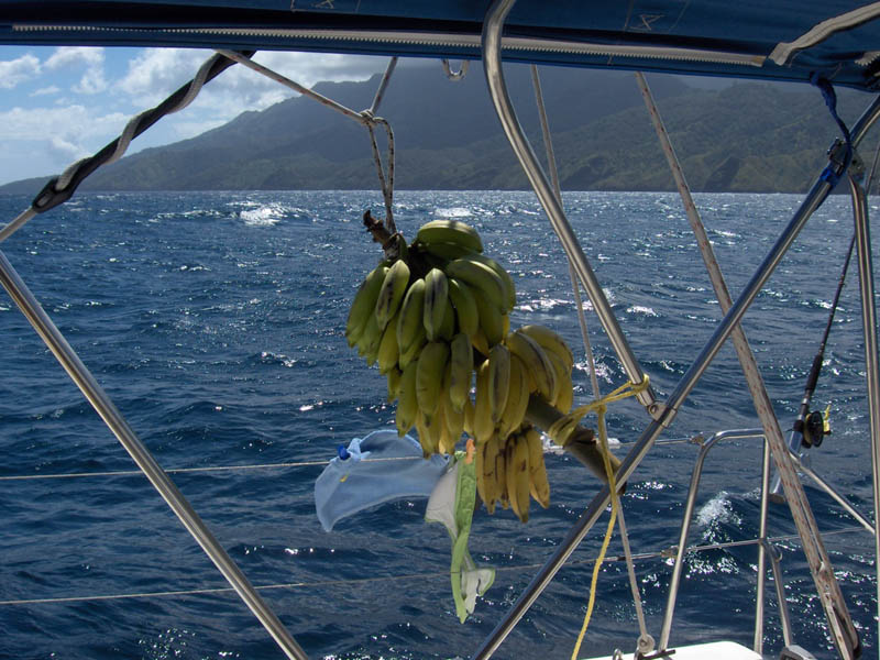 Banana became a staple in Polynesia