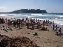 The crowds get a little thick on hot water beach - but it is still cool