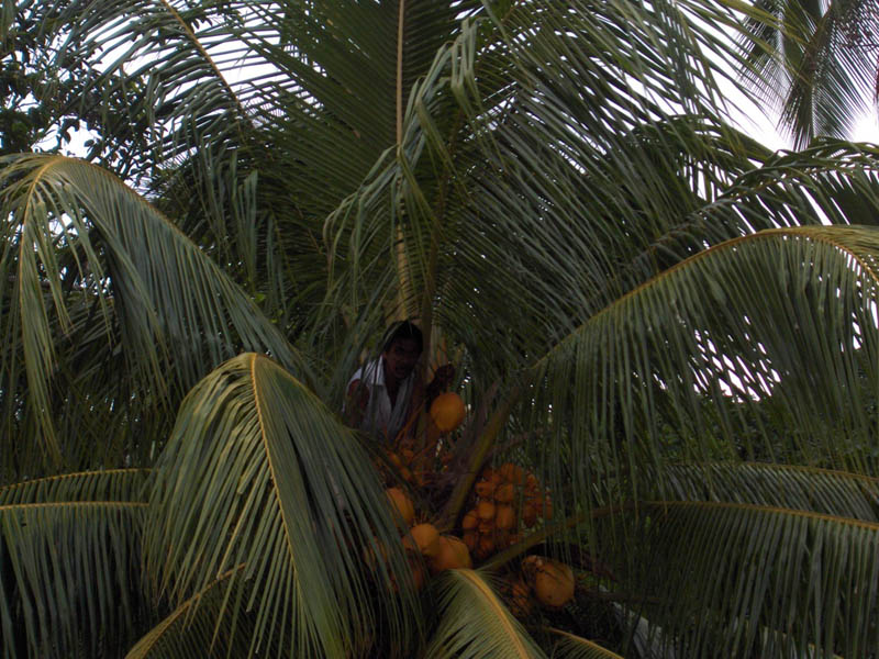 Andrew climbed the tree and got us a drinking coconut.  They ussually have one for breakfast