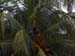 Andrew climbed the tree and got us a drinking coconut.  They ussually have one for breakfast