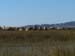 Village in the Reeds