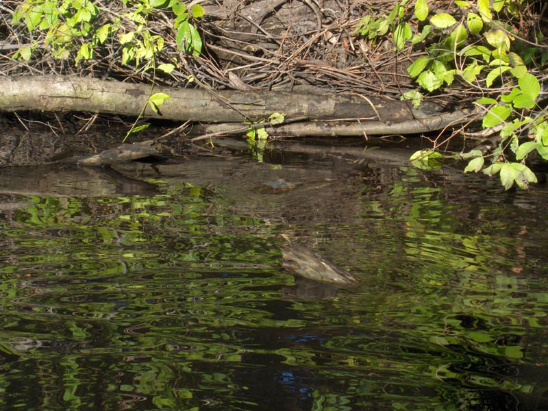 Crock in the Water
