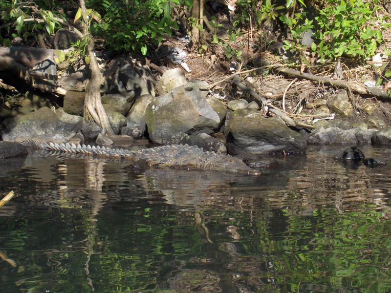 Crock waiting in the water for you