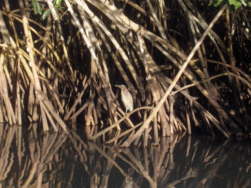 Heron