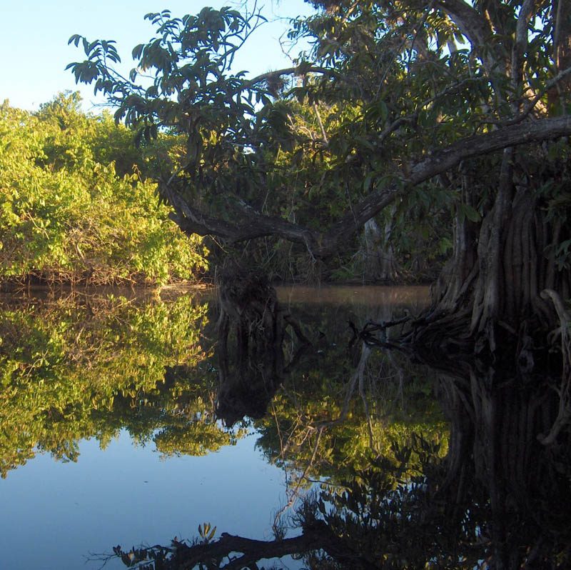 Reflections II