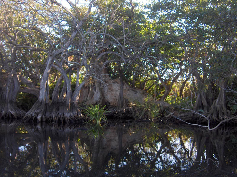 Rugged Roots
