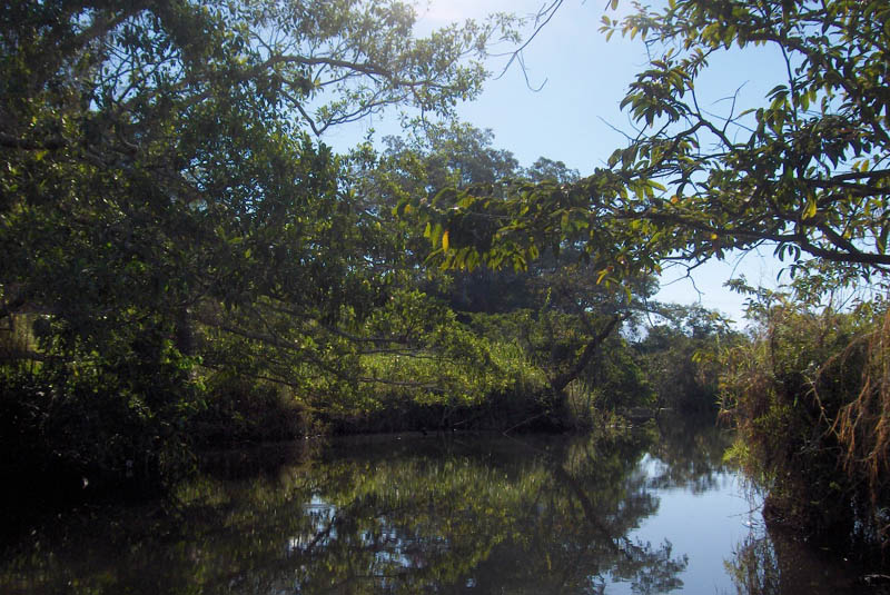 Sky Trees and Water