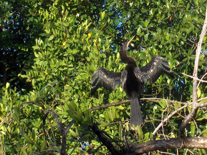 Sunning Comorant