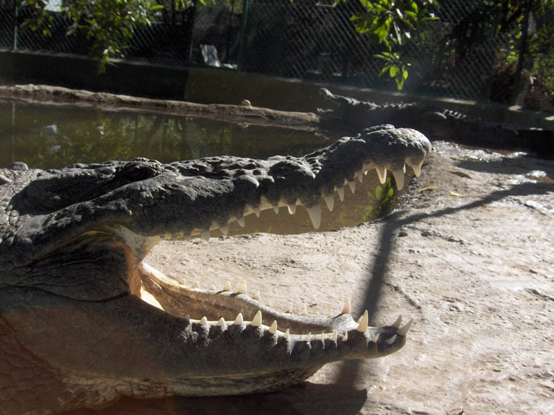Wanna See my Teeth