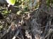 Boa Constrictor