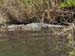 Crock Hanging in the Swamp
