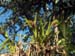 Flowers in the Trees