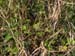 Iguana Hidden in the Trees II