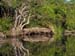 Jungle Reflections