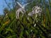 Lilies