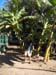 Man under Banna Tree