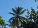 Palm in the sky