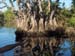 Roots